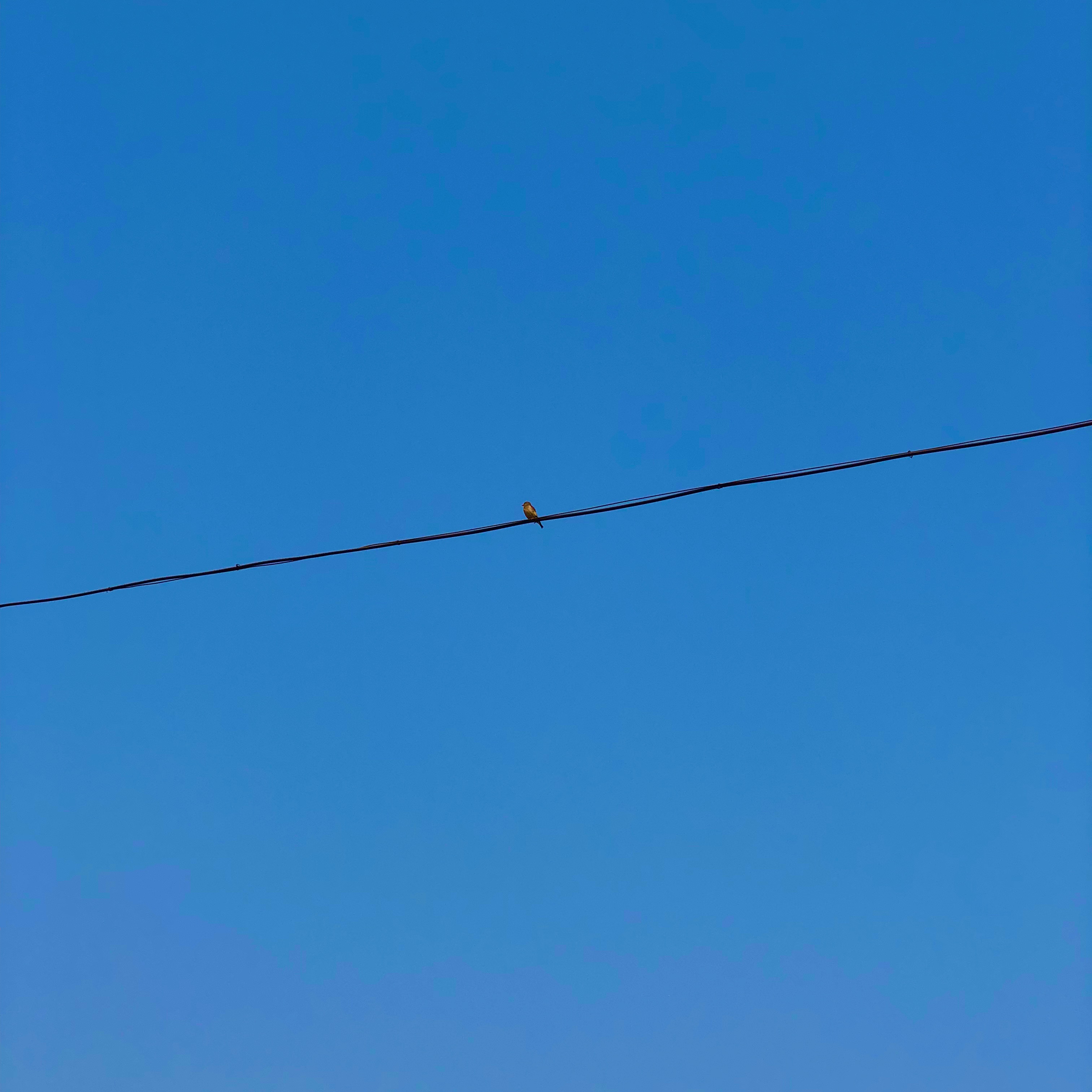 鸟